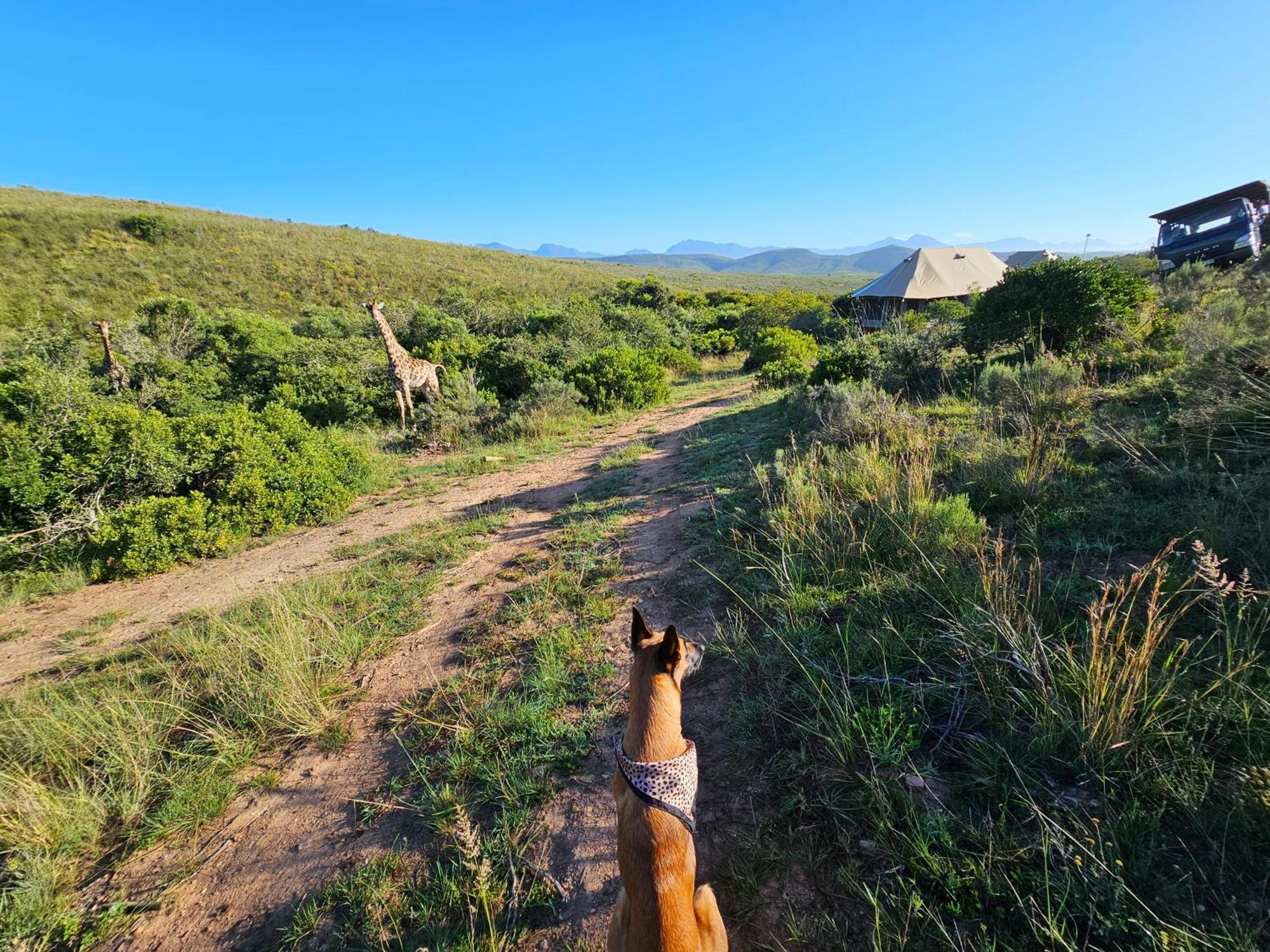 Hotel Garden Route Safari Camp Mossel Bay Exteriér fotografie